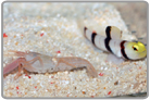 Dracula Goby and Pistol Shrimp Pair